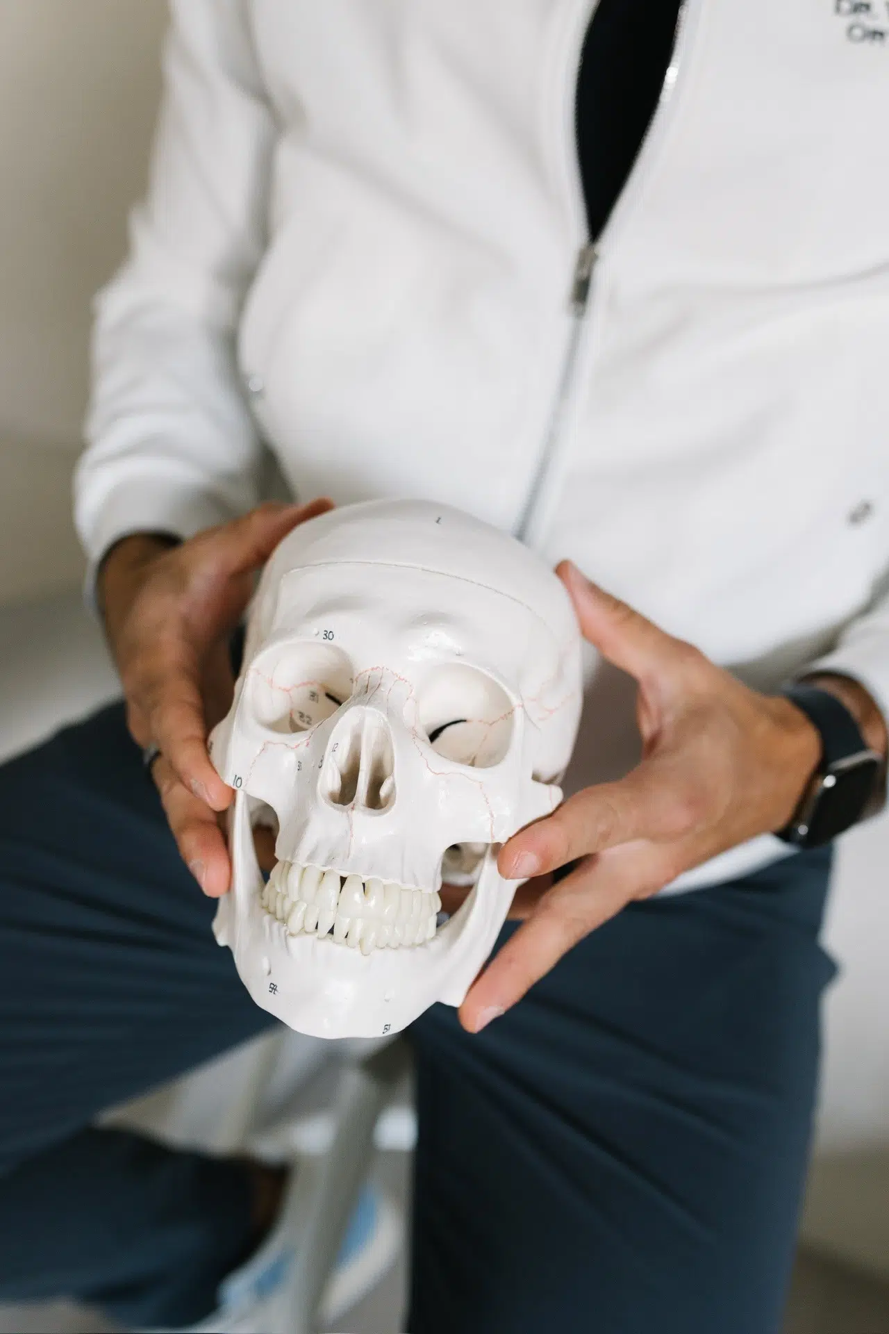 Skull model showing the jaws and palate used to explain growth-focused orthodontic care